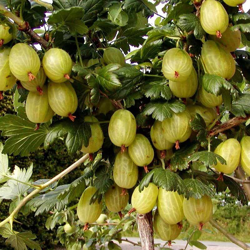 Ribes invicta