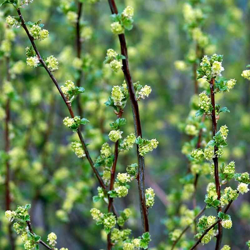 Ribes alpinum