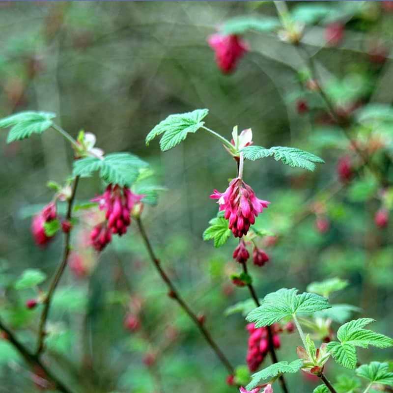 Ribes sang King Edward VII