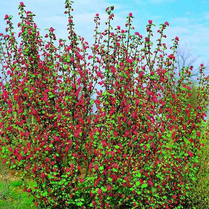 Ribes sang Koja