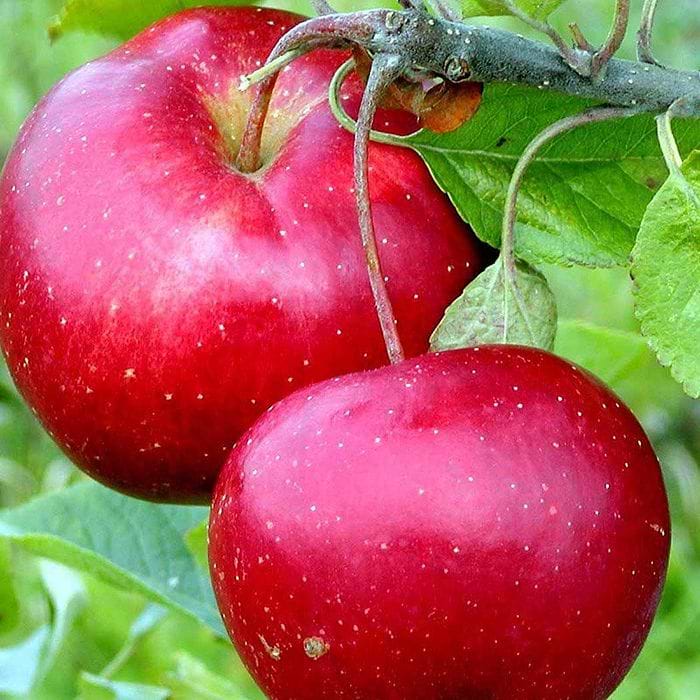 Æbletræ (Malus domestica 'Ritt Bjerregaard') Dværg