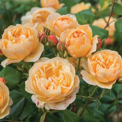Engelsk rose Roald Dahl