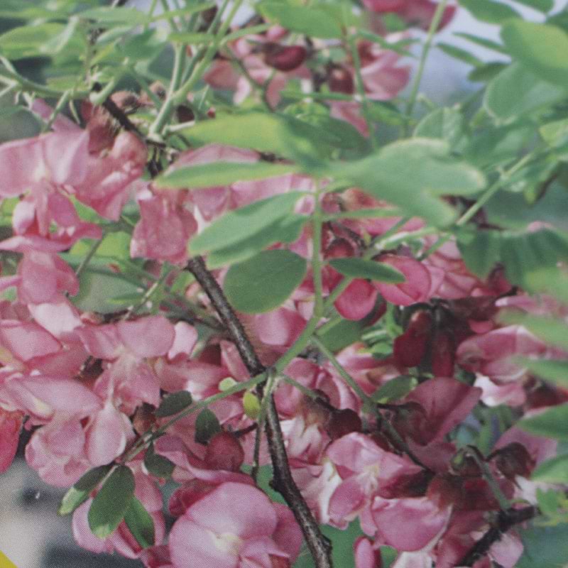 Robinie pink