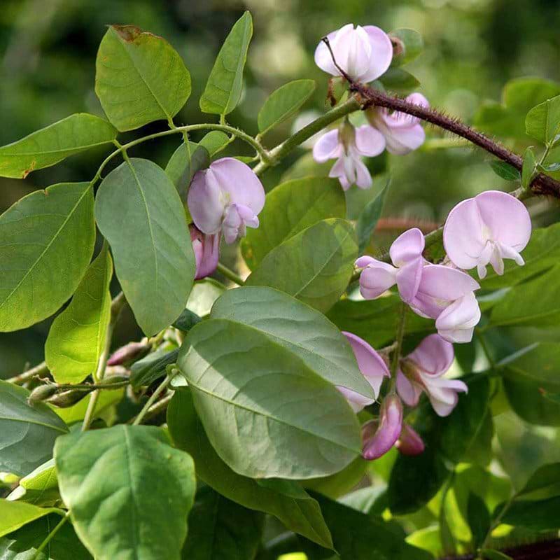 Rosenrobinie blomst