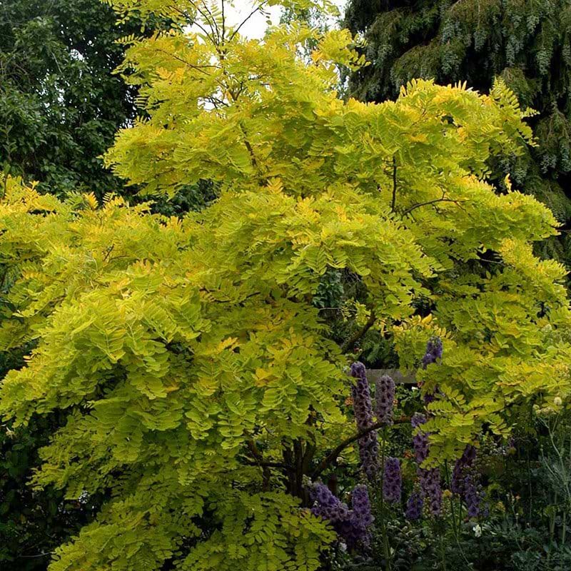 Robinia Frisia gulgrønne blade