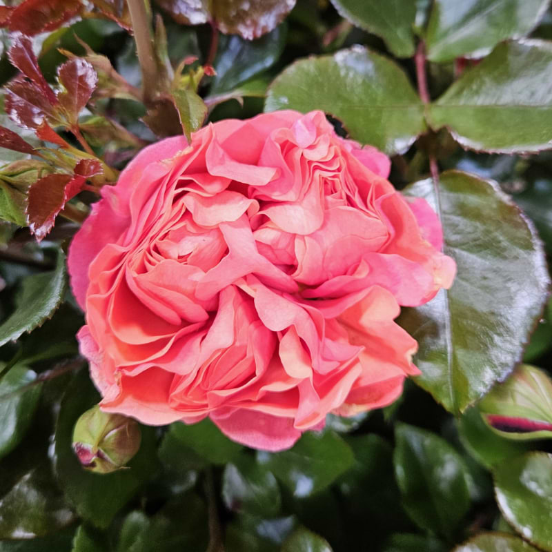 Buketrose 'Coral Lion's rose