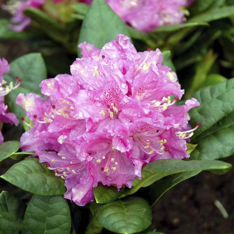 Rhododendron (Rhododendron 'Rocket') Flere varianter