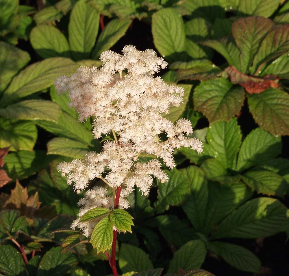 Bronzeblad Rubrifolia