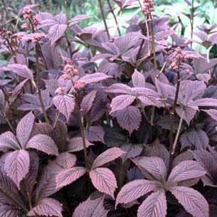 Rodgersia Chocolate Wings