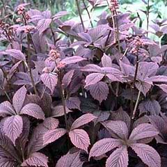Bronzeblad (Rodgersia hybrid 'Chocolate Wings')