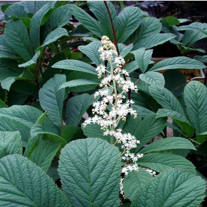 Rodgersia pinnata blomst