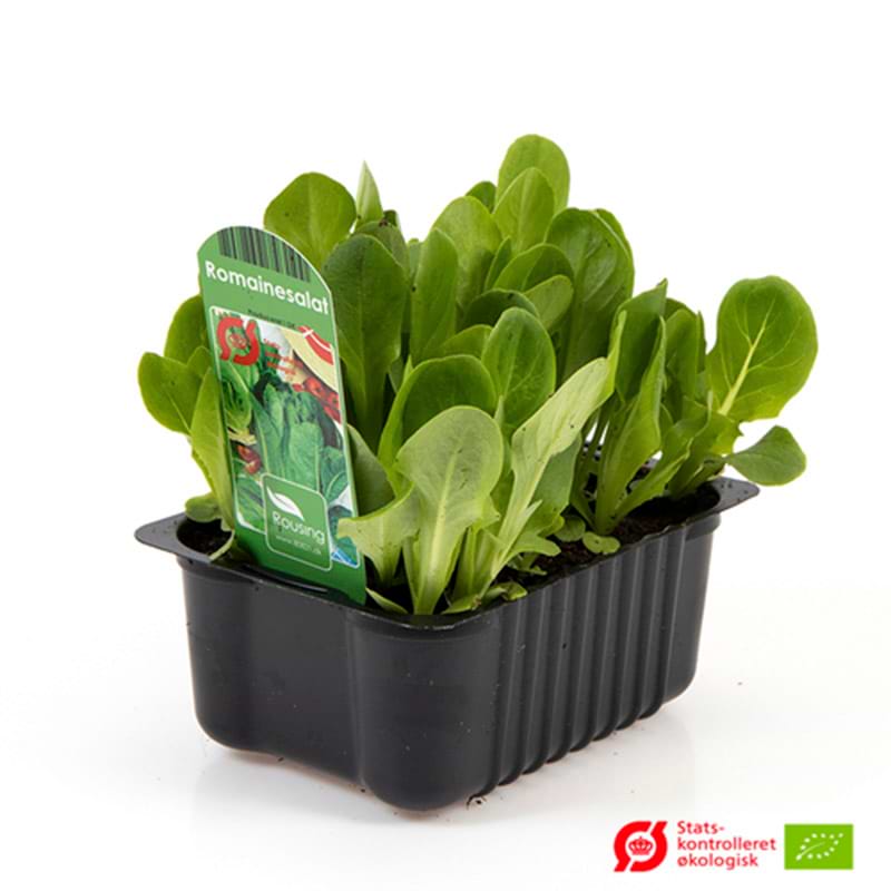 Romainesalat