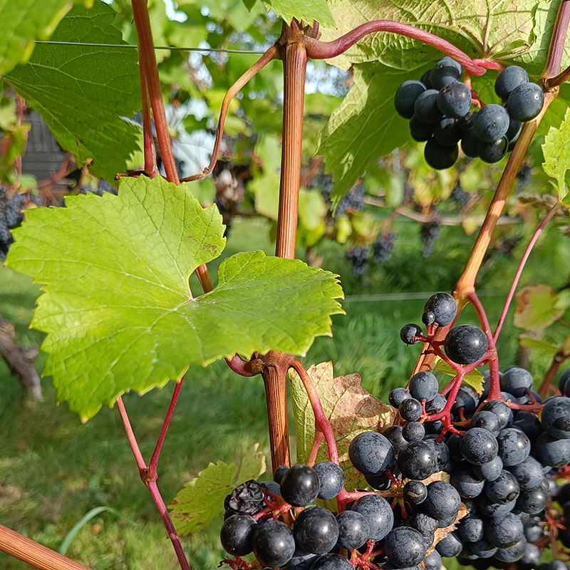 Vindrue Vitis vinifera Rondo