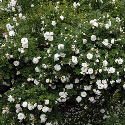 Maxima alba historisk rose