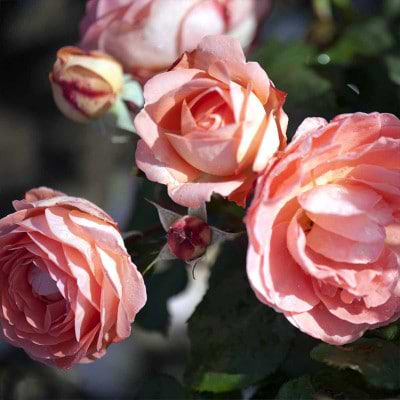 Rosa 'Amelia Renaissance'