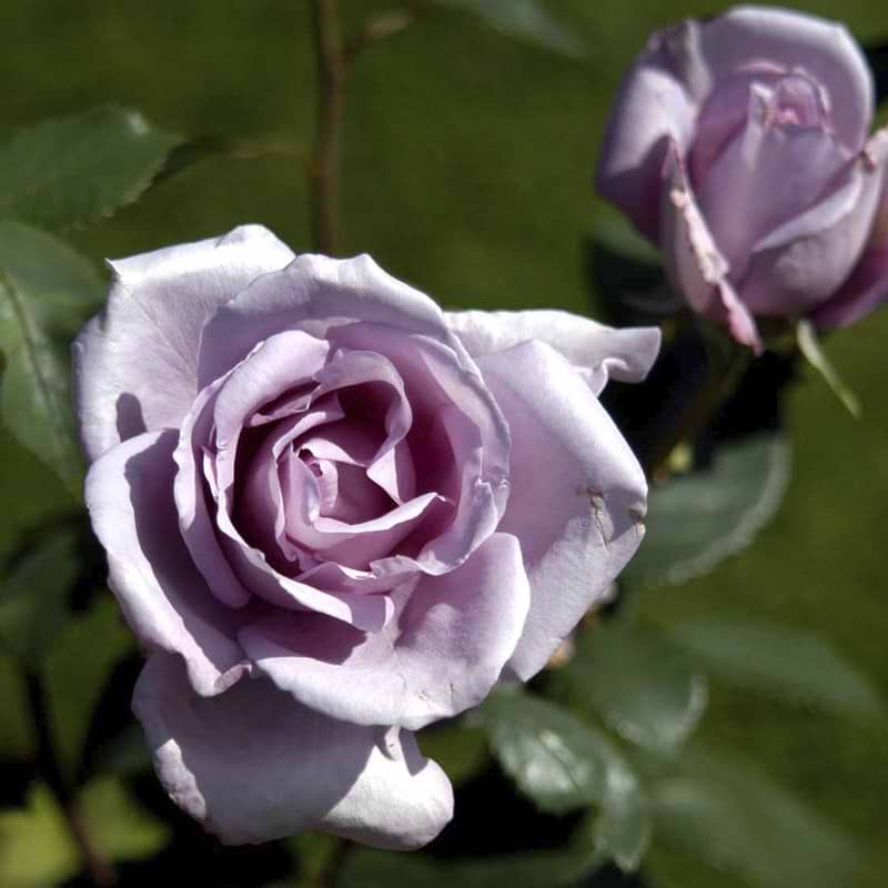 Storblomstrende rose