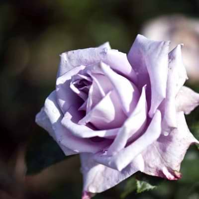 Rose blue moon