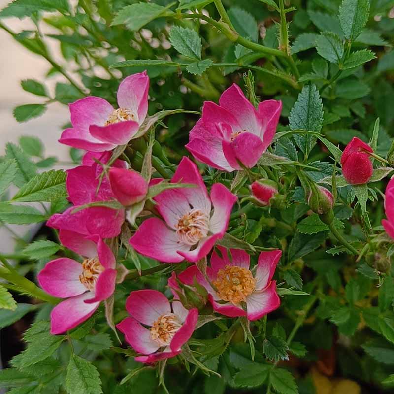 Rose (Rosa Cutie Pie