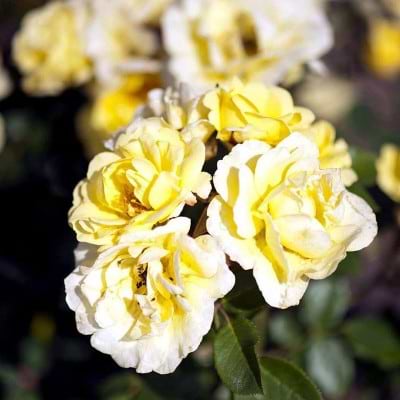 Bunddækkende rose golden eye