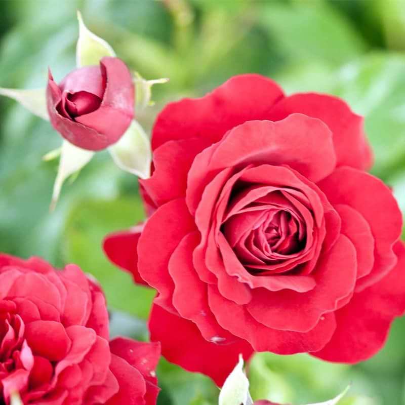 rød rose