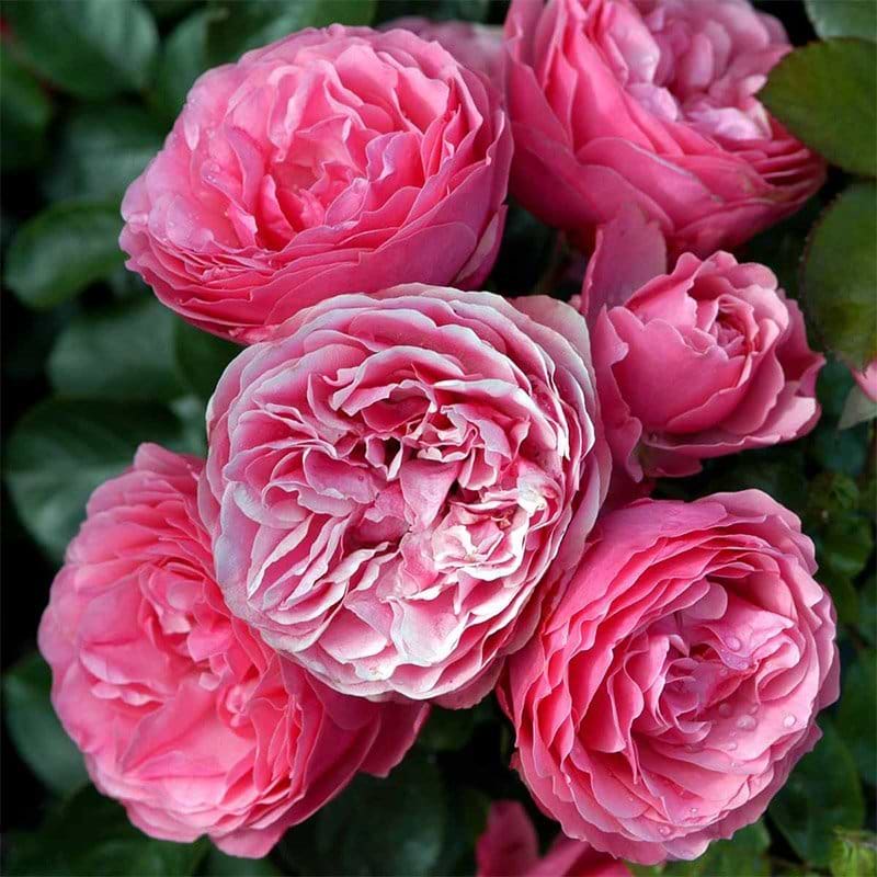 ROSA LEONARDO DA VINCI potte