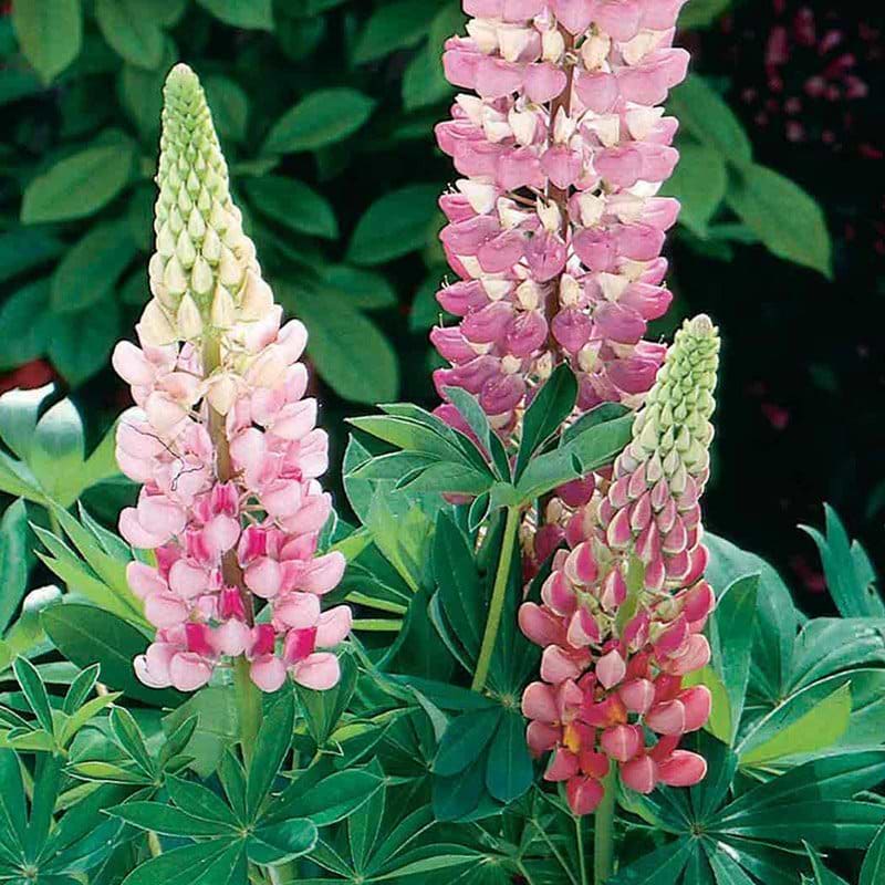 Rosa lupin