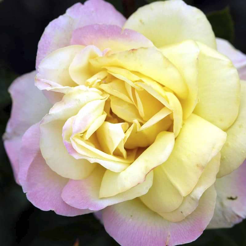 Storblomstrende rose gul rosa