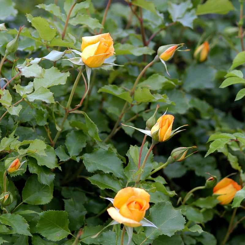 slyngrose