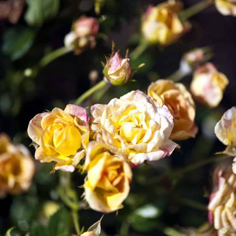 Bunddækkende rose gul