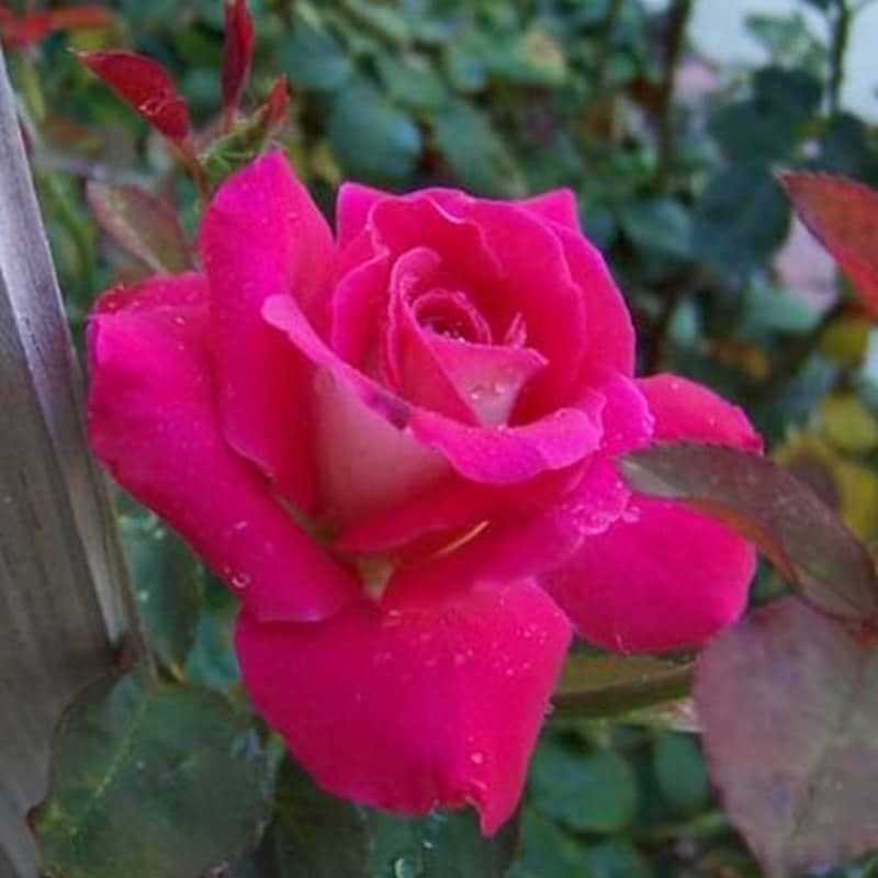 Rose acapella
