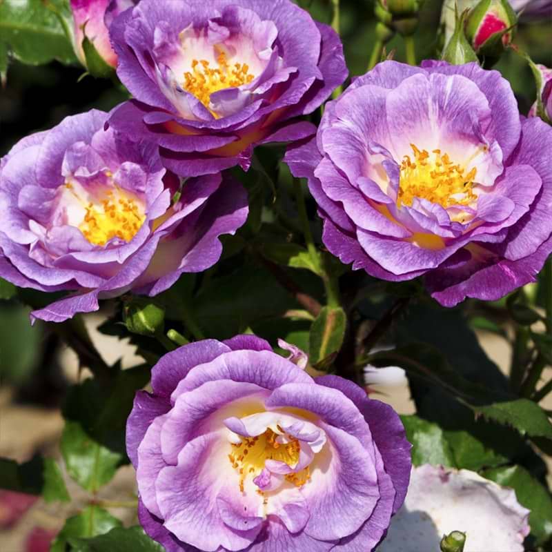 Rose Blue for you