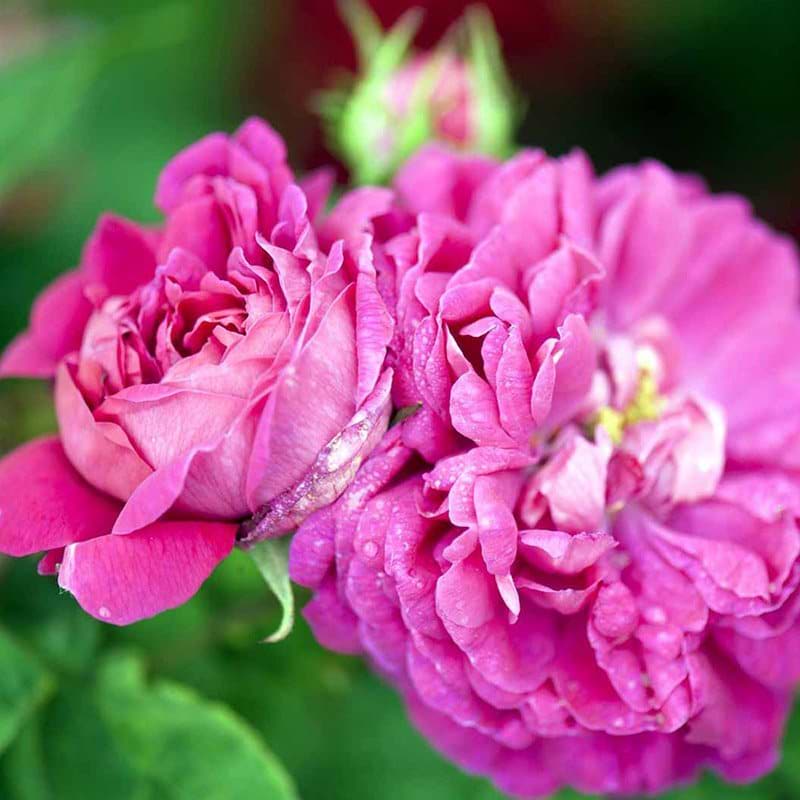 Rose de Rescht-damascener blomst