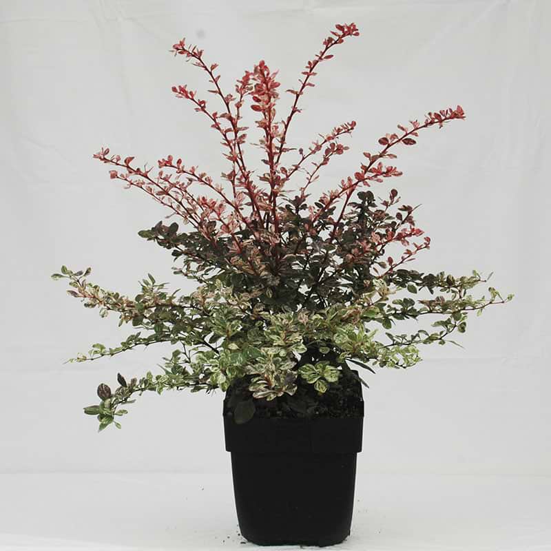 Berberis Rose glow