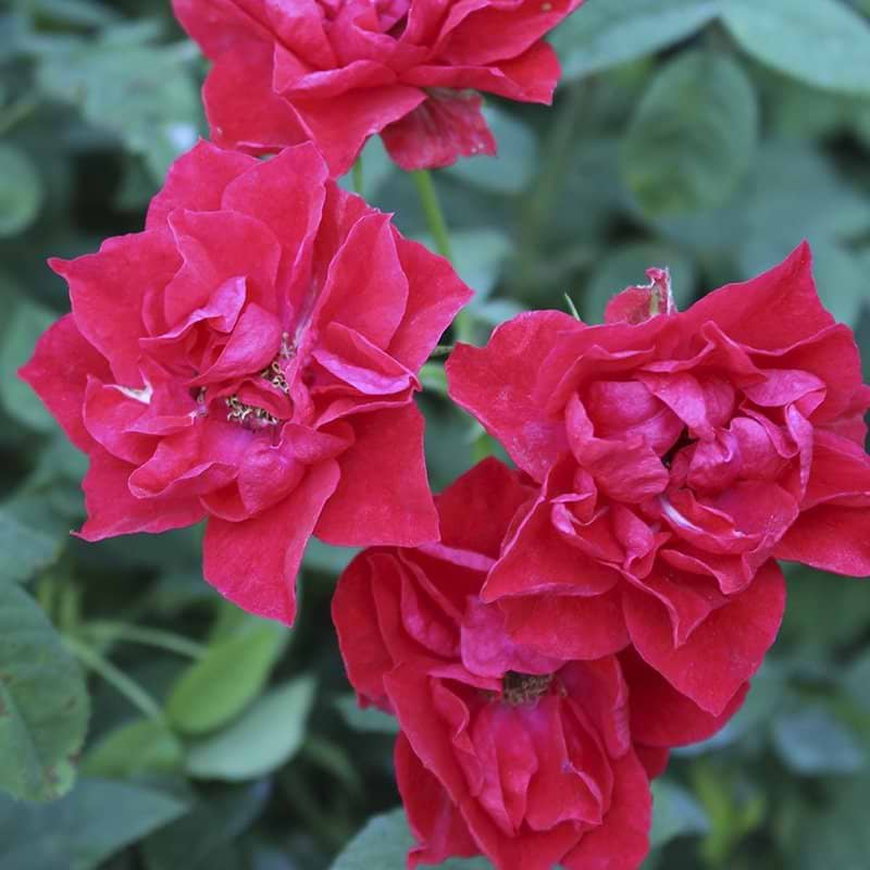 Bunddækkende rose Lady in Red