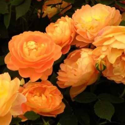 Engelsk rose (Lady of Shalott) - Potterose