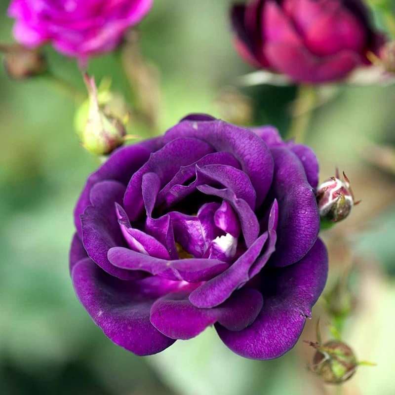 Rose 'Midnight Blue'