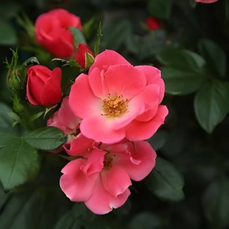 Rose (Rosa x hybridia 'Zepeti'® Pink Glow Corinne's Choice) Potte 3 L