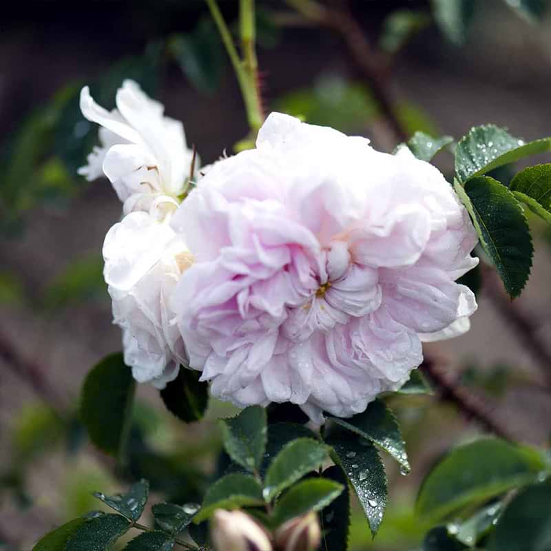 Fyldte lyserøde blomster
