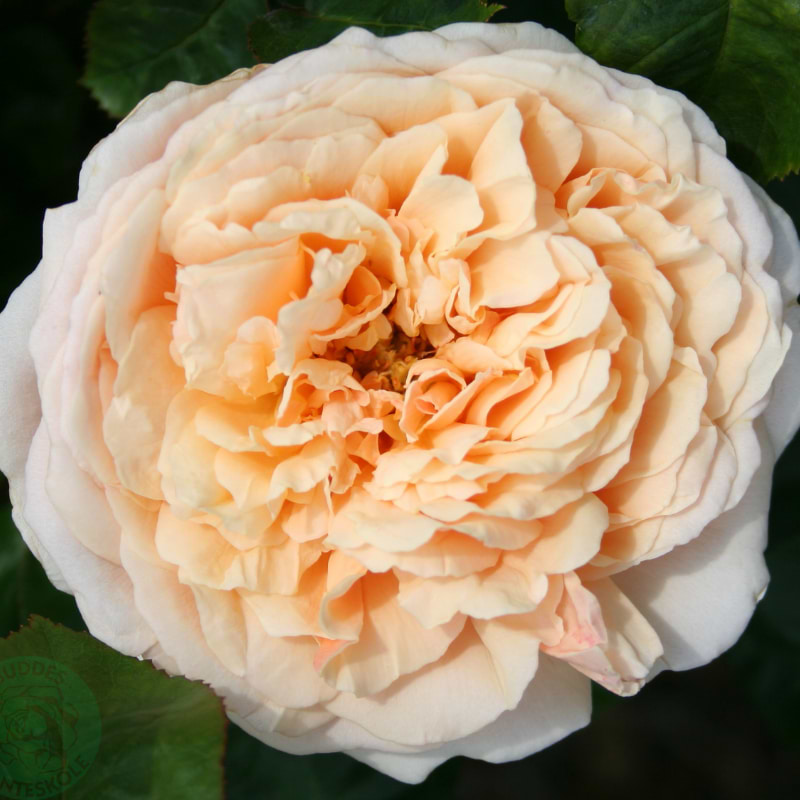Buketrose (Rosa 'Tropicana') - Potterose
