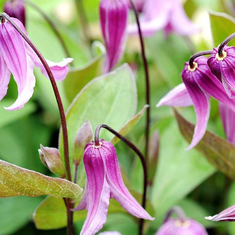 Clematis Rosea