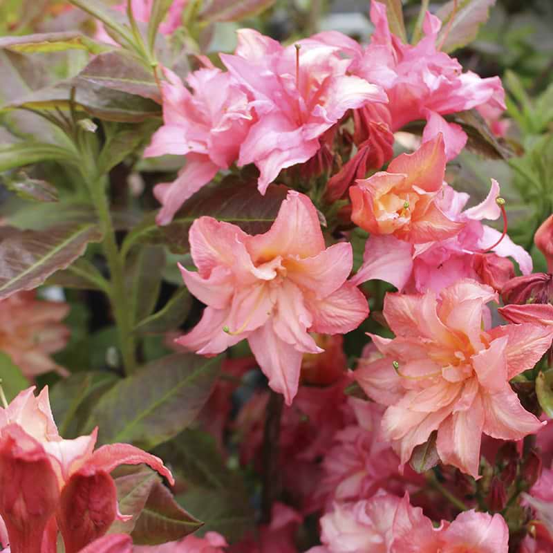 rosenköpfchen