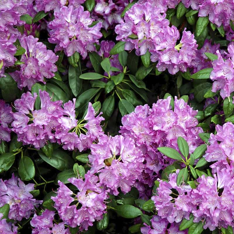 Rhododendron (Rhododendron 'Roseum Elegans')  140-150 cm XXL