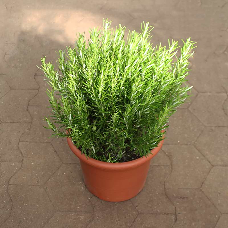 Stor rosmarin plante