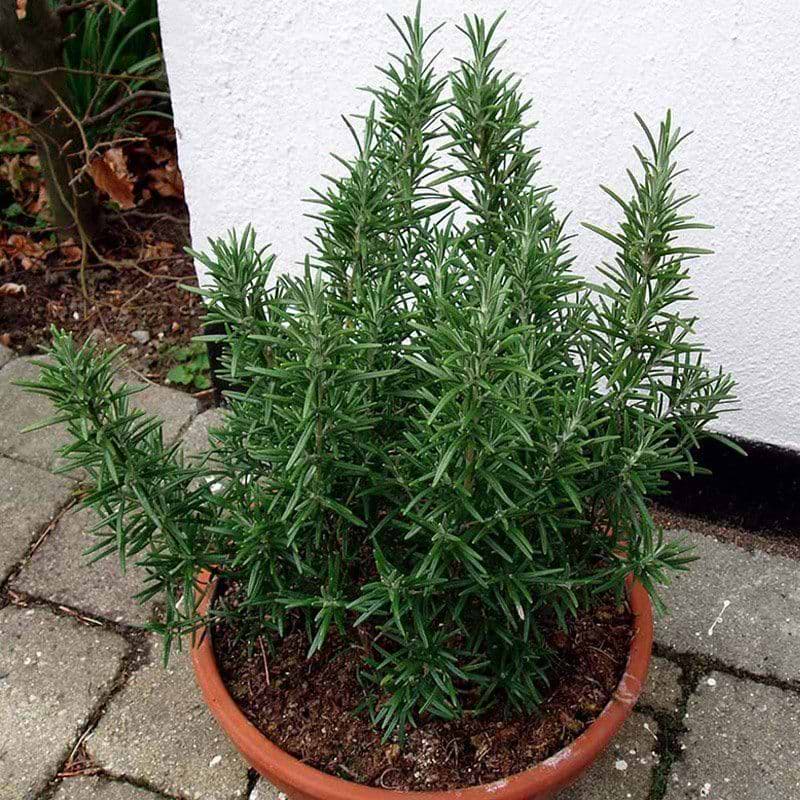 Rosmarin (Rosmarinus officinalis) - Flere Varianter