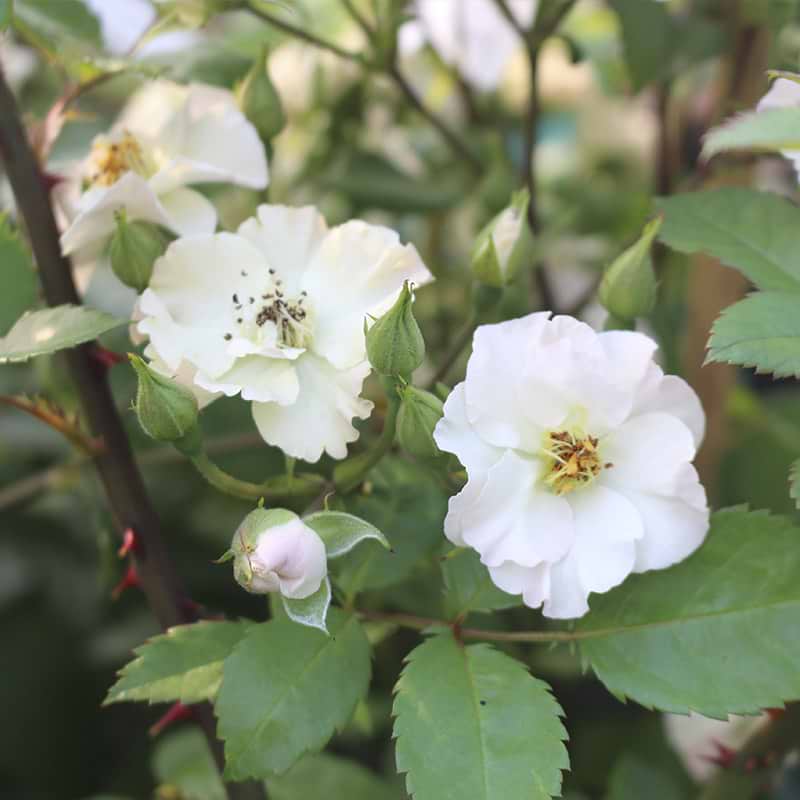 Rosa 'Rosy Boom' Lime