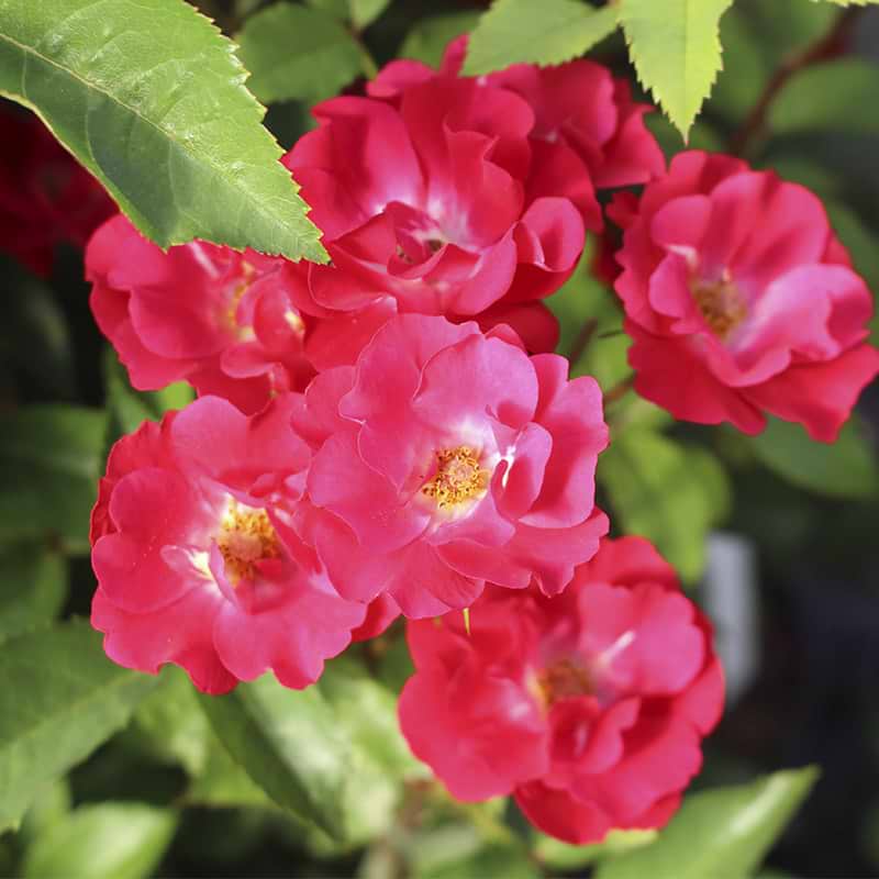 Rosy Boom rød