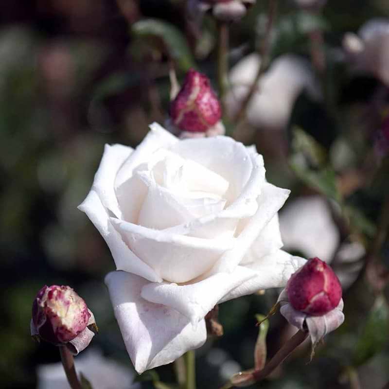 Storblomstrende rose Royal Copenhagen