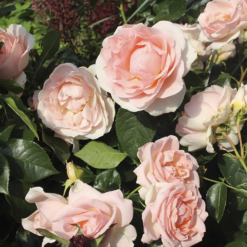 royal estelle
