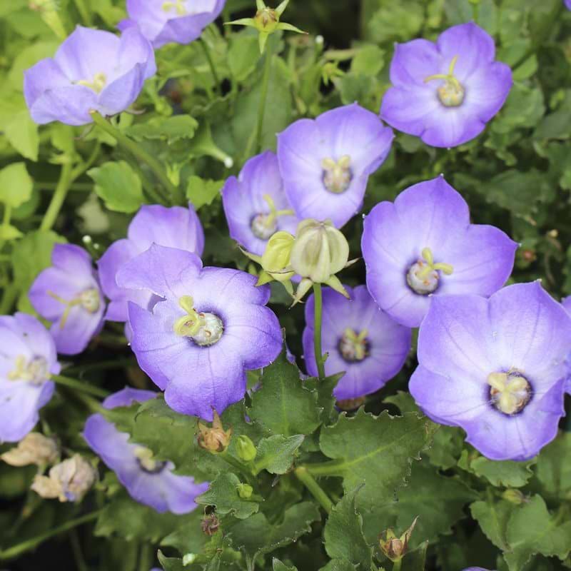 Klokkeblomst (Campanula 'Royal Wave')