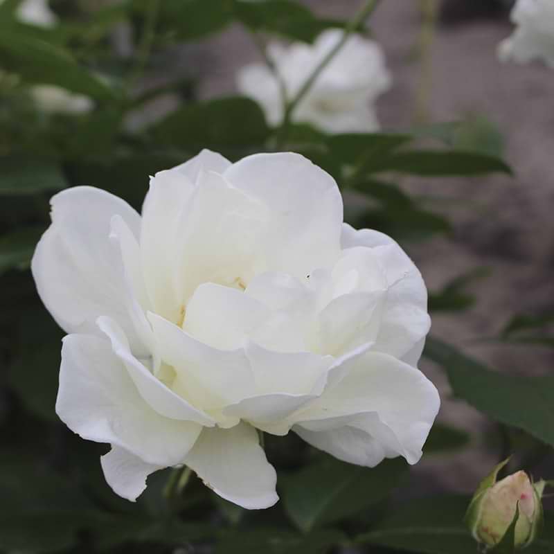 Rose hvid
